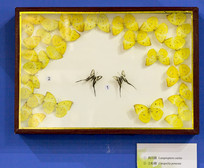 �������Ǩ�۵�