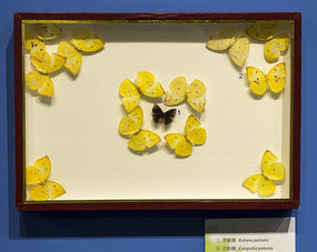 ���̵���Ǩ�۵�