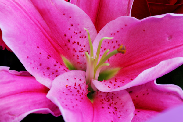 ʢ���İٺϻ�