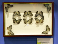 ��޼�����̵�