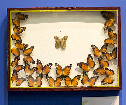 ������۵��ͺ���̵�