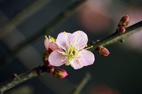 С����÷��