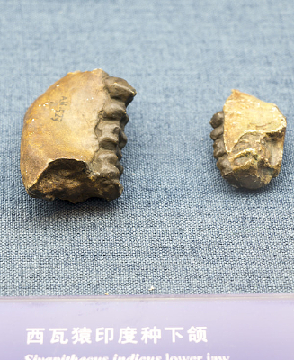 ����Գӡ�������