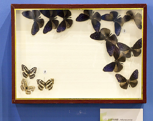 ������̵��������ϰߵ�