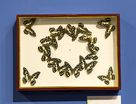 ���ʹ�Ħ�ϰߵ�