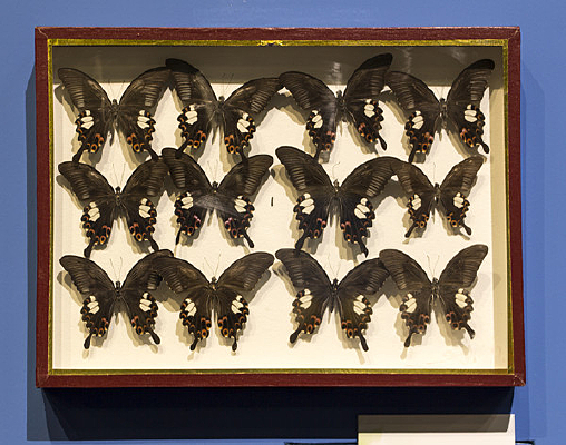 ������߷��