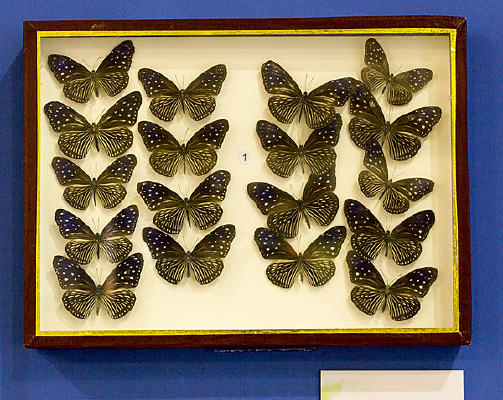 �����ϰߵ�