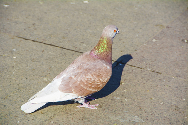 һֻ����ɫ����