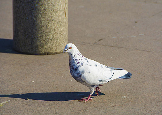 һֻ��ɫ�İ׸���