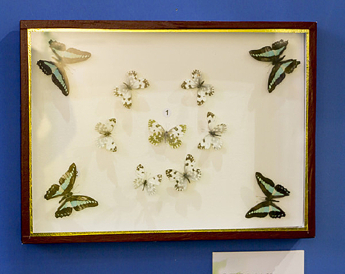 �Ʒ۵�������