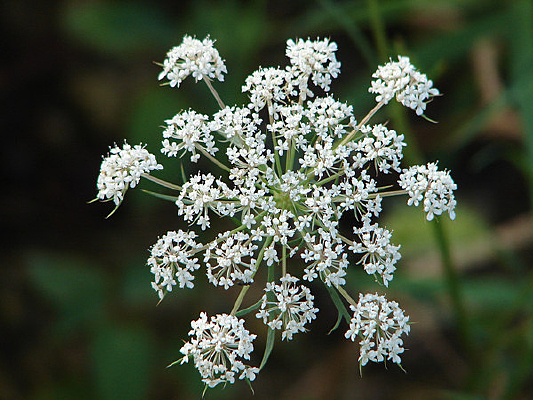 ��ɫҰ���ܲ���