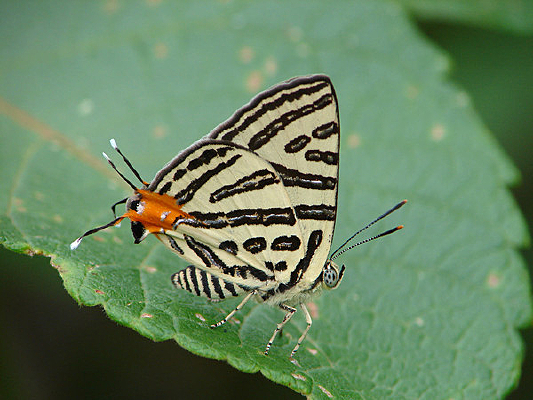 �������߻ҵ�