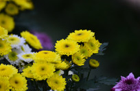 ��ɫ�ջ���дͼƬ