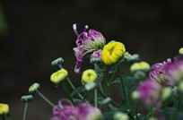 �ջ����Ƕ�ͼƬ