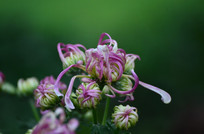 �ջ�����ͼƬ