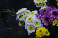 �ջ��ʻ�ͼƬ