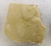 �ν�С���ͱ����㶯��