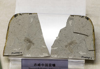 ����й����