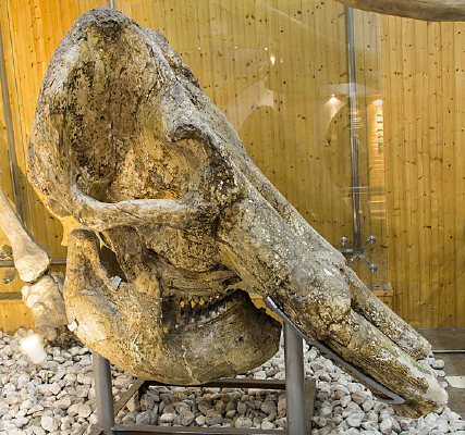 ����ͷ��