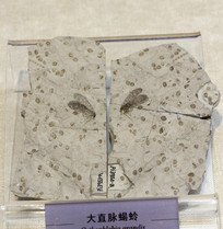 ��ֱ��Ы��