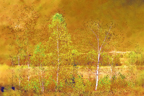 ���Ի�����������