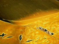 ���Ի���ɳĮ�նӡ�