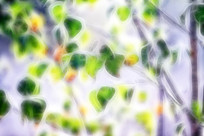 ���Ի�����Ҷ��