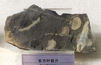 ����Ҷ֫��