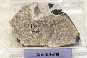 ��ɫǿ״���