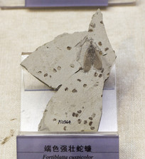 ��ɫǿ׳���