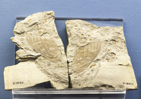 ������Ϲǲ�