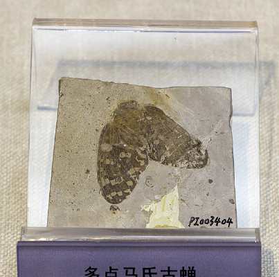 ������ϹŲ�