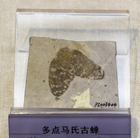 ������ϹŲ�