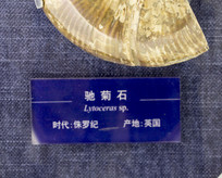 ھʯ