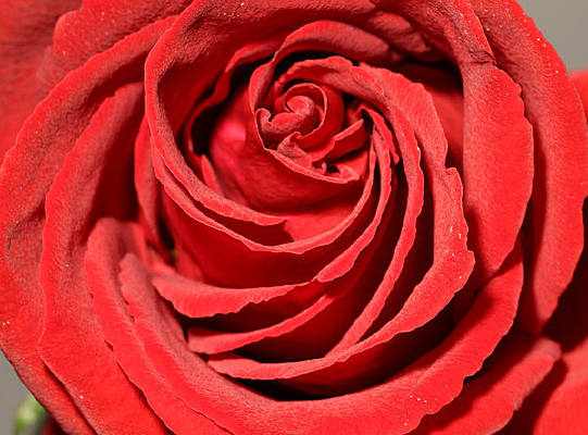 �����õ�廨����д