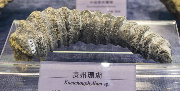 ����ɺ��