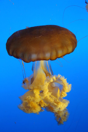 ����˱�ˮĸ