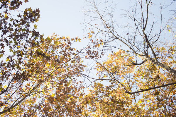 ��ɫֲ��Ҷ��