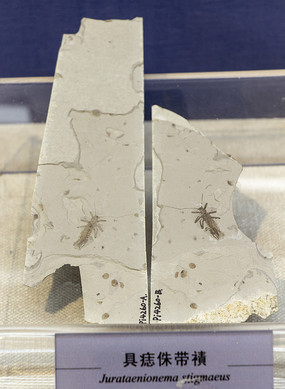 ����٪���H