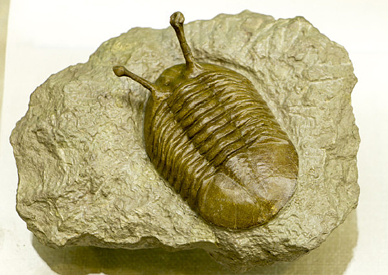 ����������Ҷ��