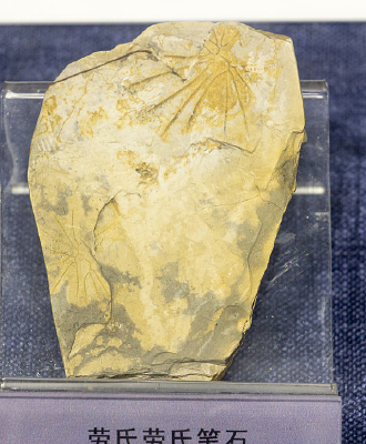 �������ϱ�ʯ