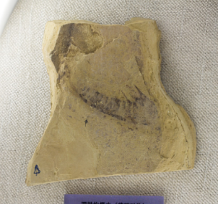 ��ʯ�����