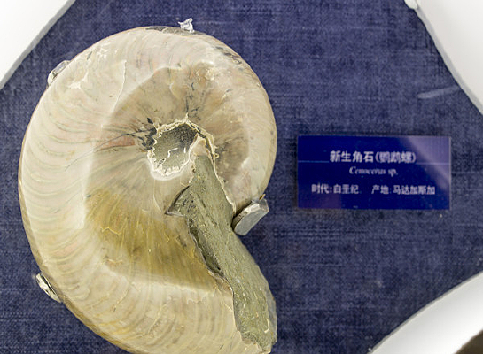 ������ʯ