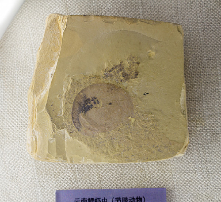 ������Ϻ��