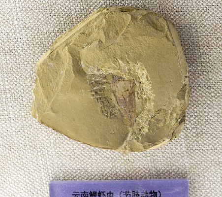 ������Ϻ���֫����