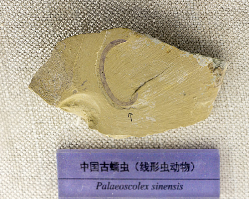 �й���������γ涯��