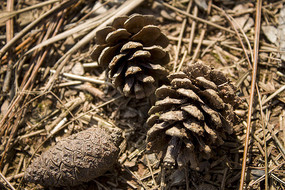 ��ɫ���ɹ�