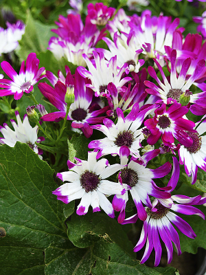 ���Ĺ�Ҷ��