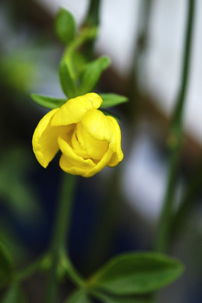 ��ɫ���Ƕ�