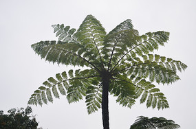 ɡ����ľҶ��ͼƬ